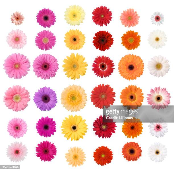 gänseblümchen - flowers isolated stock-fotos und bilder