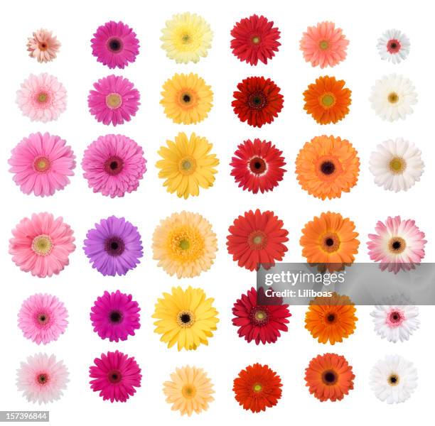 daisies - bloemen stockfoto's en -beelden