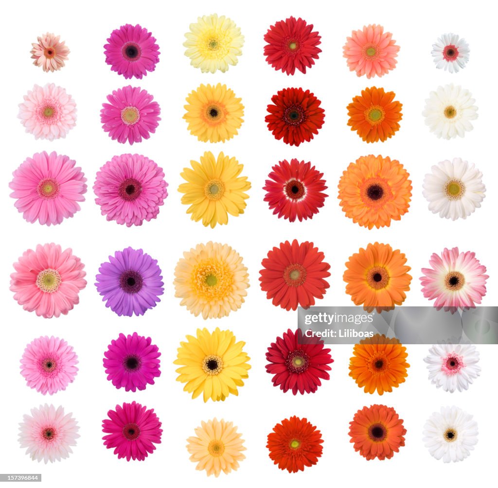 Daisies