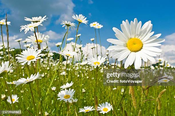 prado salvaje vibrante sol daisies - margarita común fotografías e imágenes de stock