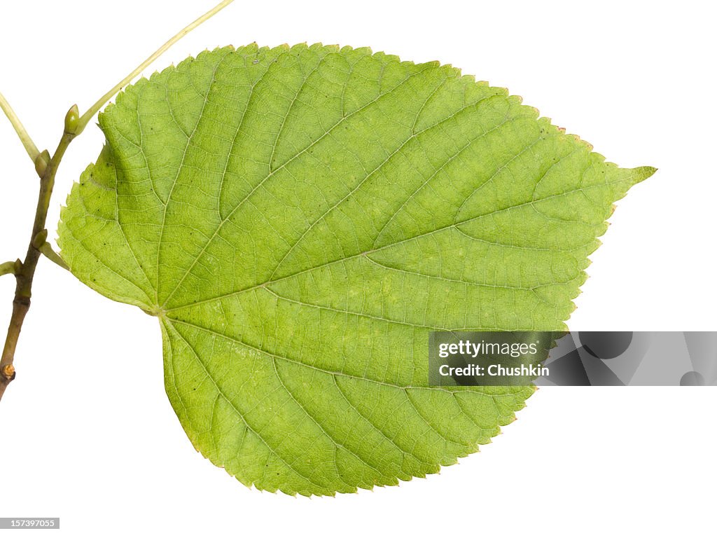 Leaf of a Lime-tree