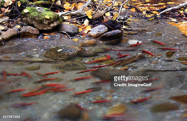 spawning salmon in british columbia creek - coho salmon stock pictures, royalty-free photos & images