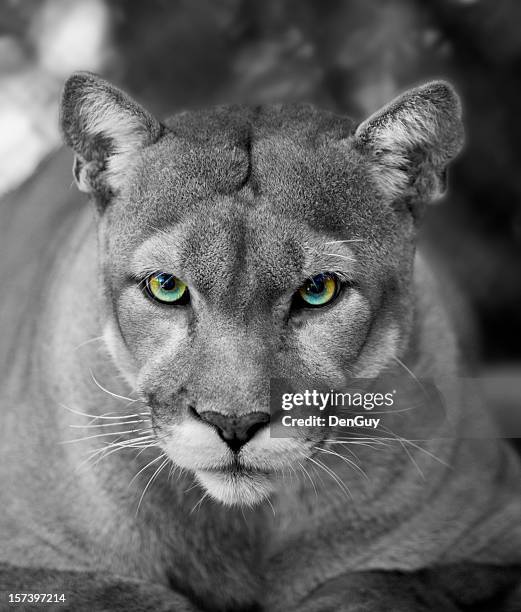 florida panther black & white eyes in color - black panther 個照片及圖片檔