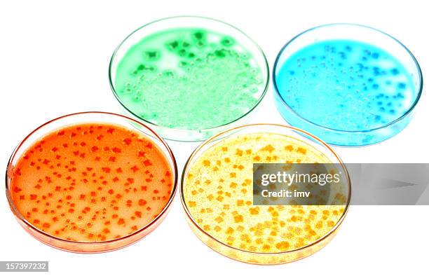 biological cultures in petri dishes - bacteria cultures stock pictures, royalty-free photos & images