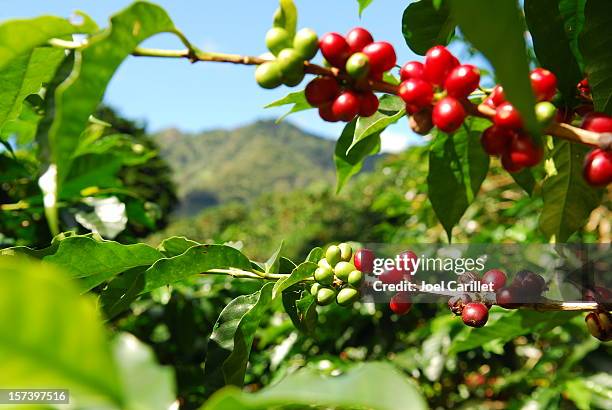 ripe coffee cherries - coffee farm stock pictures, royalty-free photos & images