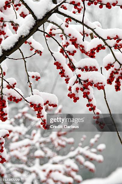 snow covered berries - central park winter stock pictures, royalty-free photos & images