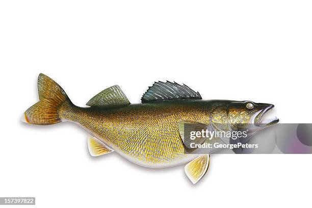 walleye with clipping path - perch stockfoto's en -beelden