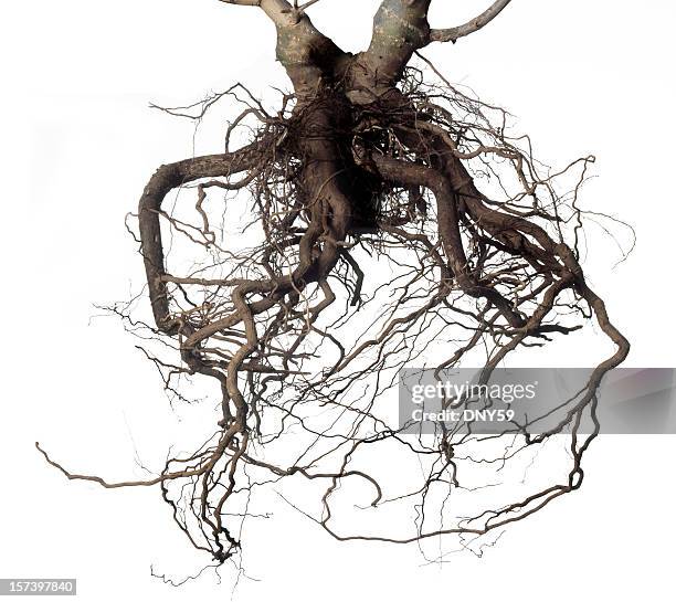 root - plant roots stock pictures, royalty-free photos & images