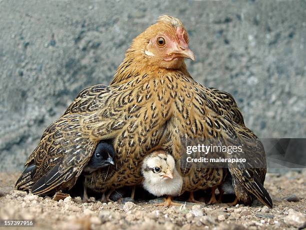 hen with chicks - incubate stock pictures, royalty-free photos & images