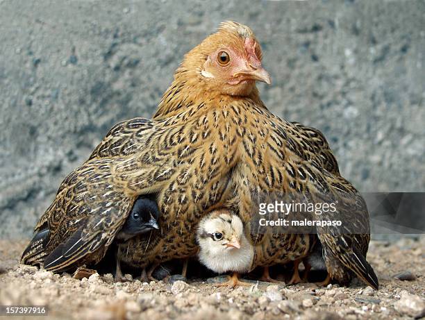 galinha com filhotes - animal nest - fotografias e filmes do acervo