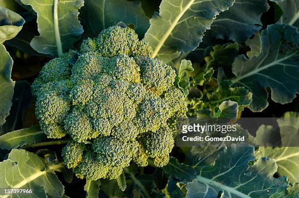 close-up organic brokkoli cluster wachsen im feld - brocolli stock-fotos und bilder