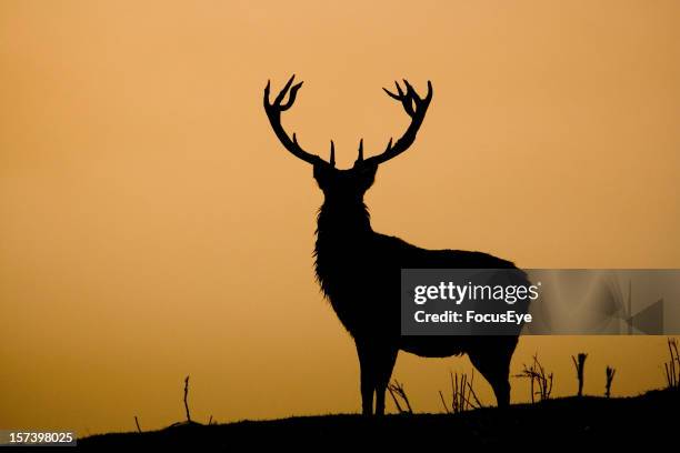 reindeer - edelhert stockfoto's en -beelden