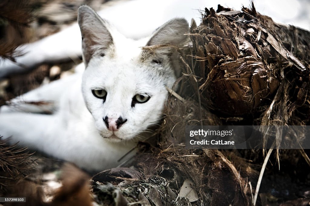 Branco Serval