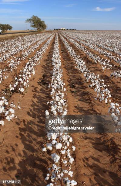Cotton Rows Background 343 Cotton Field Rows Stock Photos, High-Res Pictures, and Images ...
