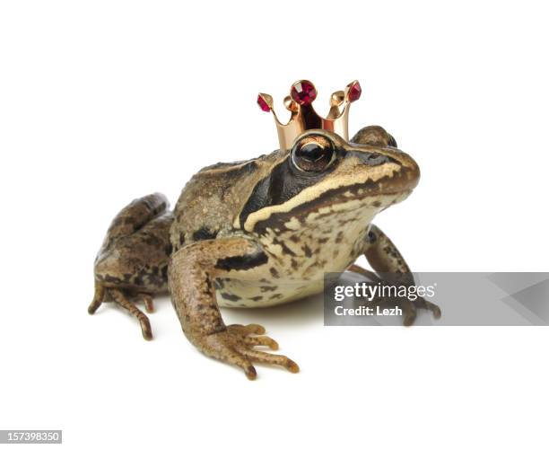 frog wearing a crown against white background - sprookje stockfoto's en -beelden