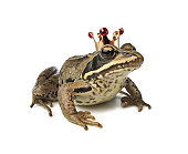 Frog wearing a crown against white background