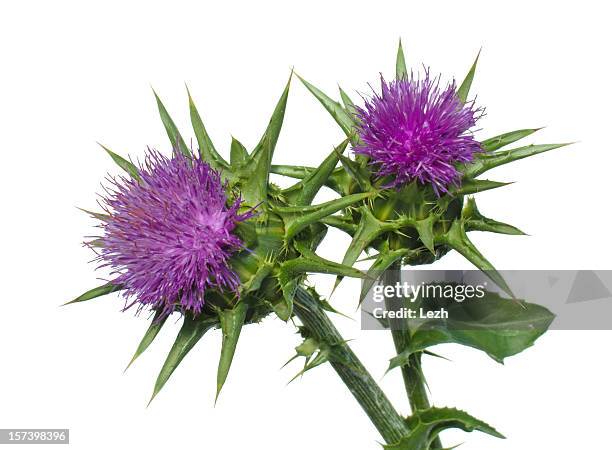 milk thistle - green spiky plant stock pictures, royalty-free photos & images