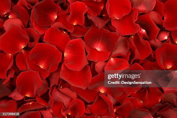 background made of solely red rose petals - rose petals stock pictures, royalty-free photos & images