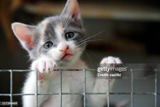 sad looking kitten trying to climb over a wire fence - animal welfare stock pictures, royalty-free photos & images