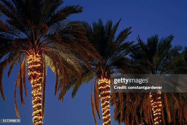 festive decorated palm trees - palm trees california stock pictures, royalty-free photos & images