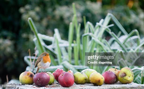 christmas robin - robin stock pictures, royalty-free photos & images