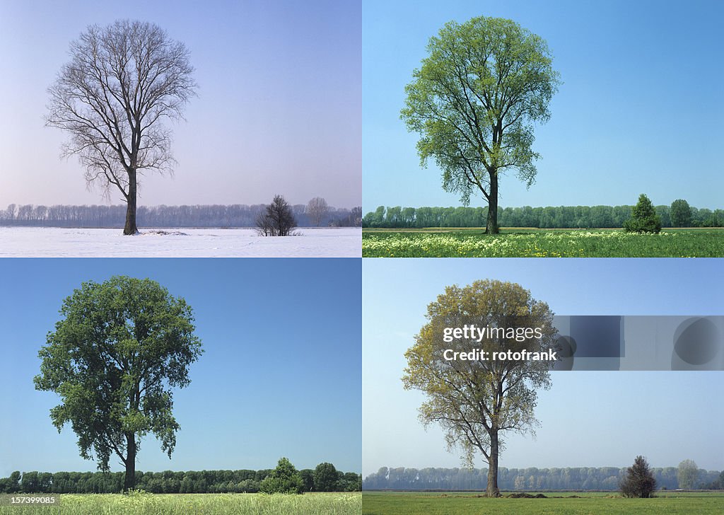 Four Seasons (taille XXL