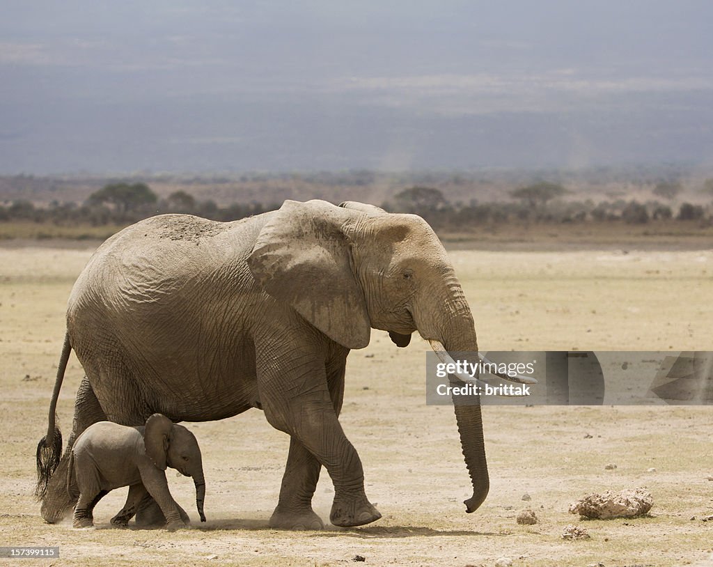 Elefante con bebé en el parque nacional de Amboseli Kenia, África Oriental