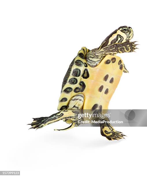 runaway turtle - terrapin stock pictures, royalty-free photos & images
