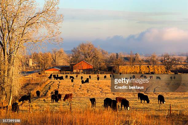 morning farm scene - us history stock pictures, royalty-free photos & images