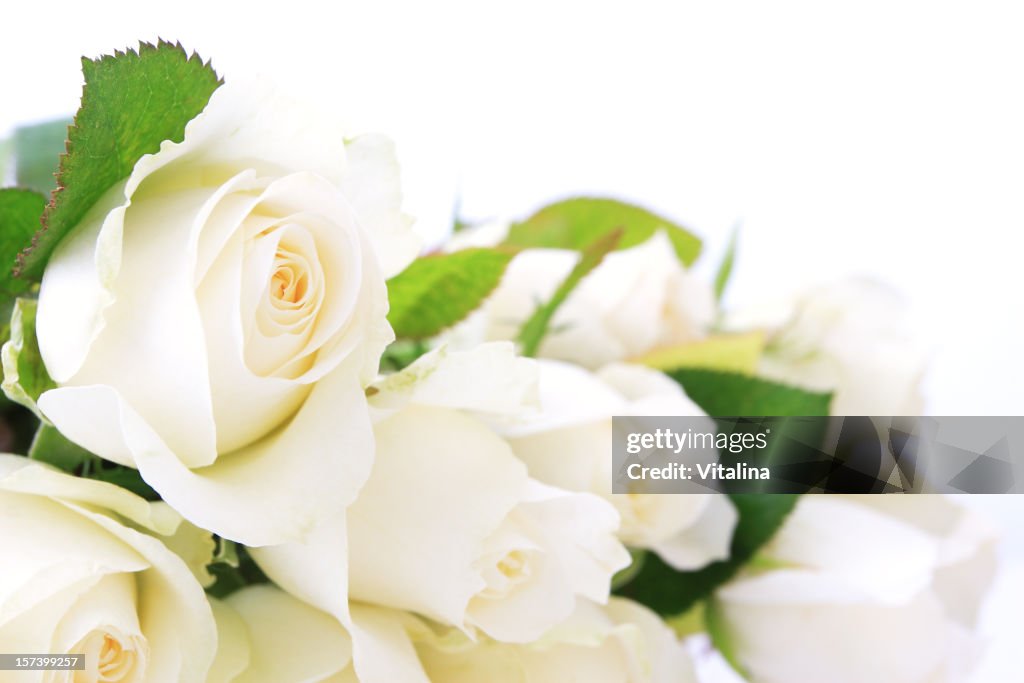 White Roses.