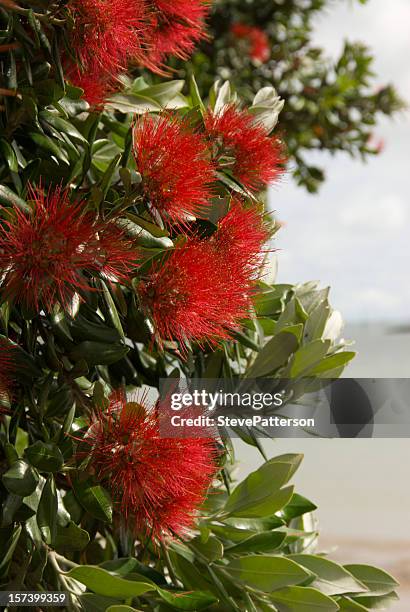 pohutukawa flowers on paihia foreshore - pohutukawa tree stock pictures, royalty-free photos & images