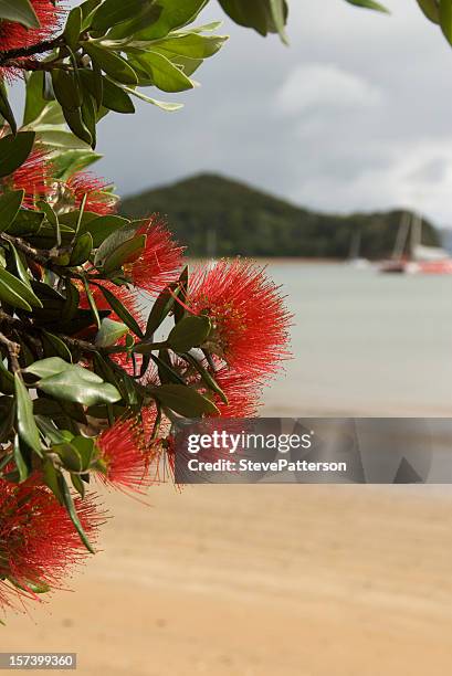 pohutukawa fiore sulla battigia paihia - pohutukawa flower foto e immagini stock