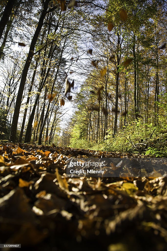 Fallende Herbst Blätter