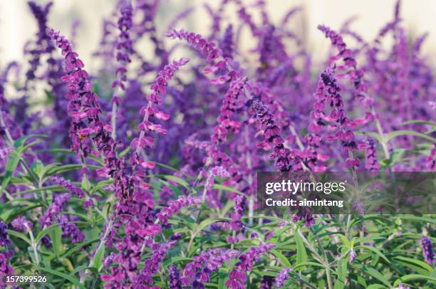 purple mexican bush sage - mexican bush sage stock pictures, royalty-free photos & images