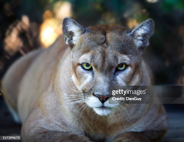 pantera de florida stares intensamente a la cámara; primer plano - cougar fotografías e imágenes de stock