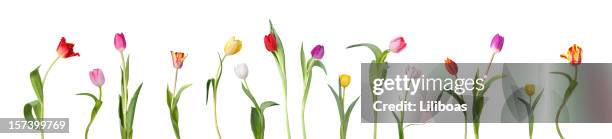 dancing tulips - tulip stock pictures, royalty-free photos & images