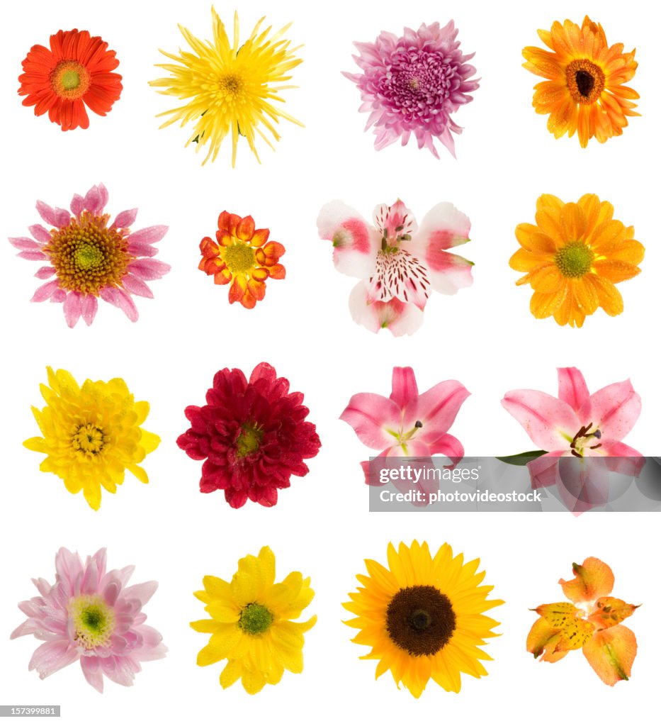 Sixteen different flowers