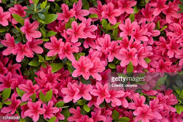 26,896 Azalea Photos and Premium High Res Pictures - Getty Images