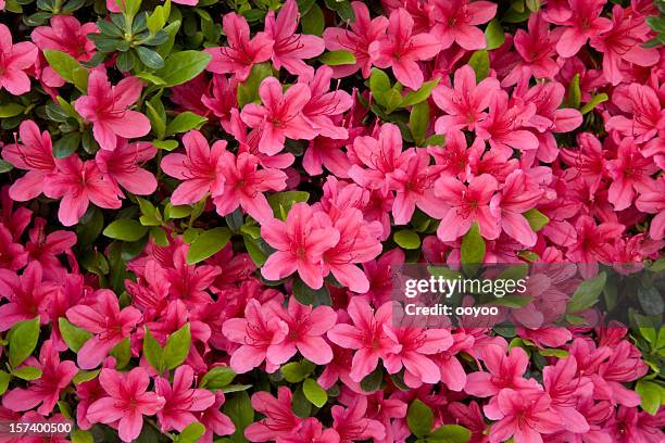 azalea - rhododendron stock pictures, royalty-free photos & images