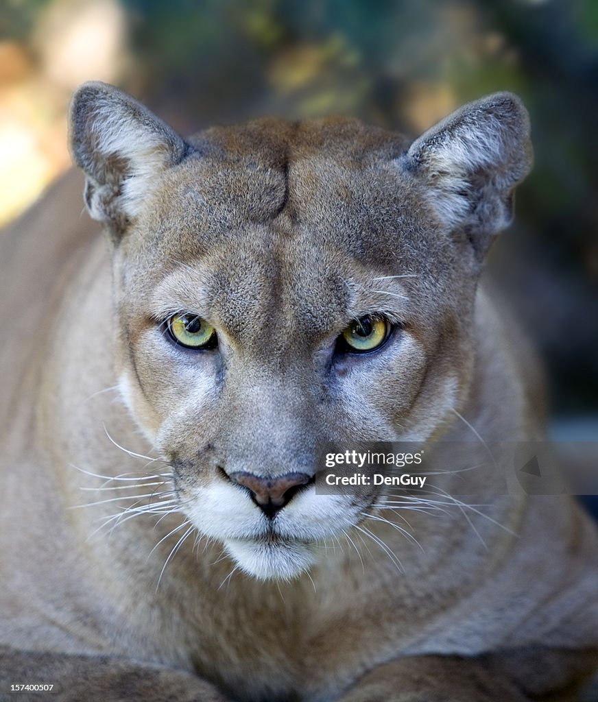 Intensive Florida Panther Gesicht mit-Piercing Augen in Nahaufnahme