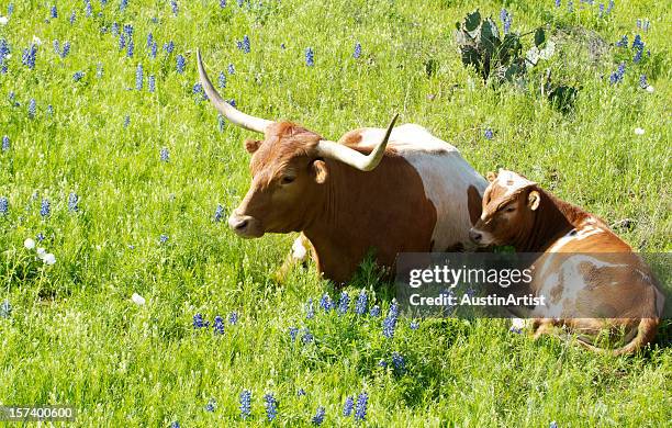 longhorns and bluebonnets - texas longhorns stock pictures, royalty-free photos & images