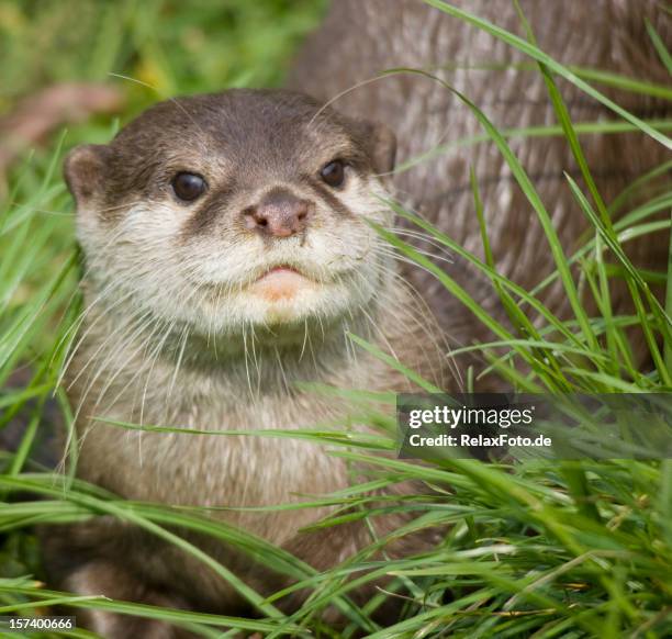 retrato de curiosidad nutria de río - river otter fotografías e imágenes de stock