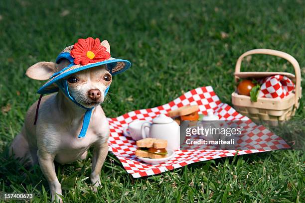 picnic - primavera stock pictures, royalty-free photos & images