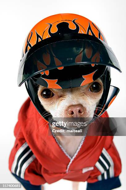 speed - animal win stockfoto's en -beelden