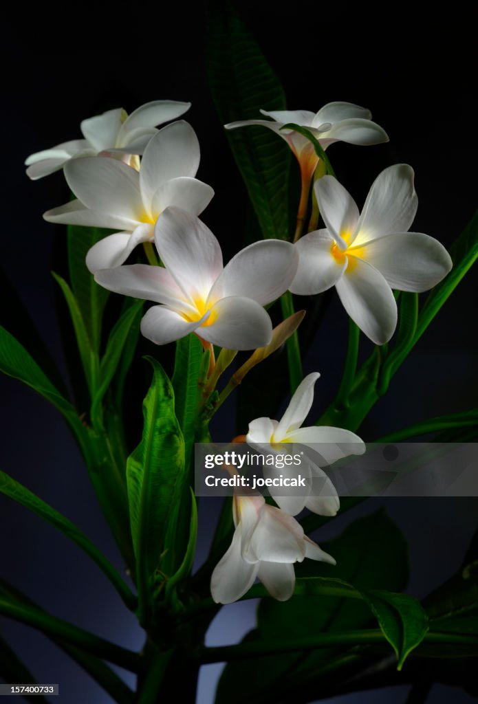 Plumeria Flowers