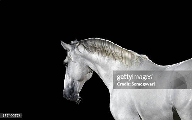 lipizzaner horse 09 - white horse stock pictures, royalty-free photos & images