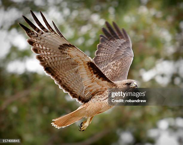 hawk in flight - habichtartige stock-fotos und bilder