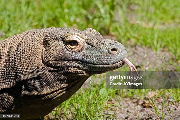 dragón de komodo (varanus komodoensis) - komodo fotografías e imágenes de stock