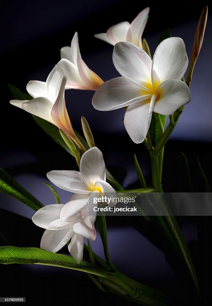 Exótico branco Flores