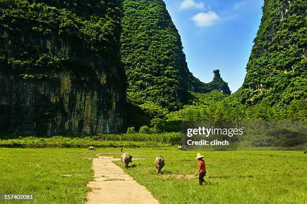 farmer in yangshou - feldweg grüne wiese kühe stock-fotos und bilder